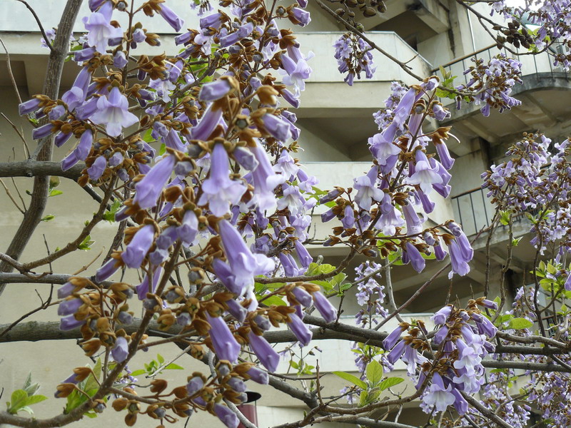 Image of Paulownia tomentosa specimen.