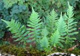 Polypodium interjectum