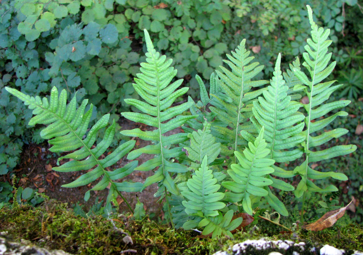 Изображение особи Polypodium interjectum.