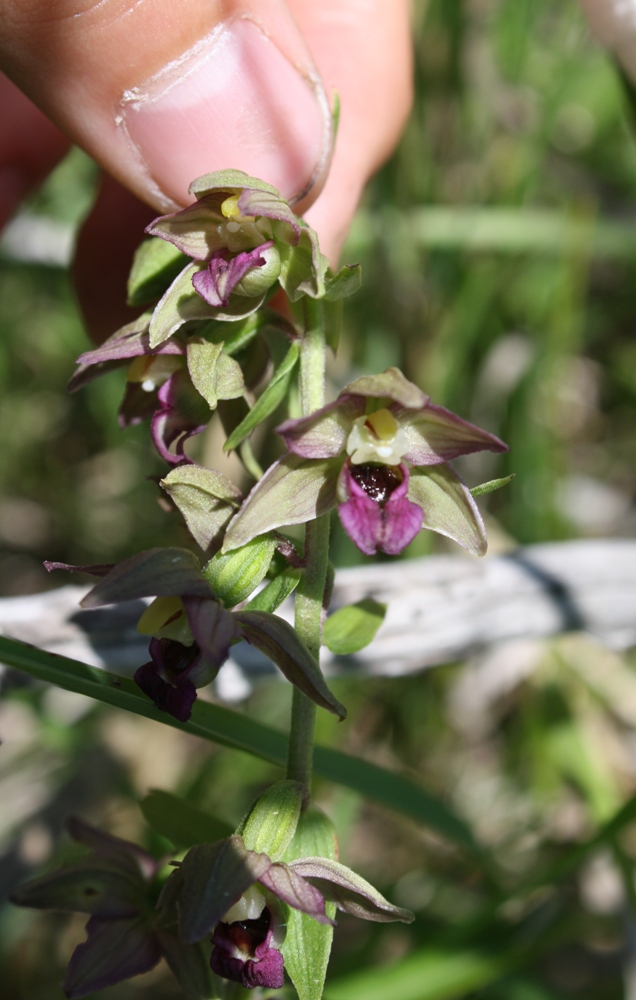 Image of Epipactis helleborine specimen.