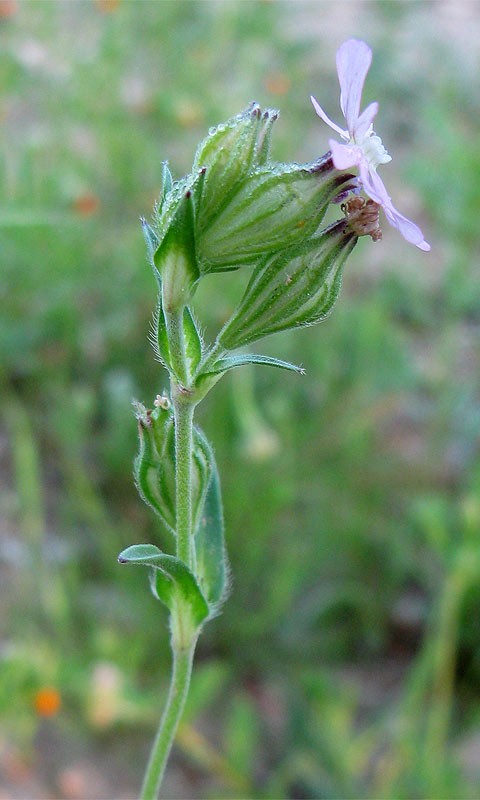 Image of Silene apetala specimen.