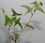 Hedera helix. Веточка с листьями ('Sagittifolia'). Германия, г. Кемпен, у прогулочной дорожки. 02.03.2013.