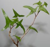 Hedera helix