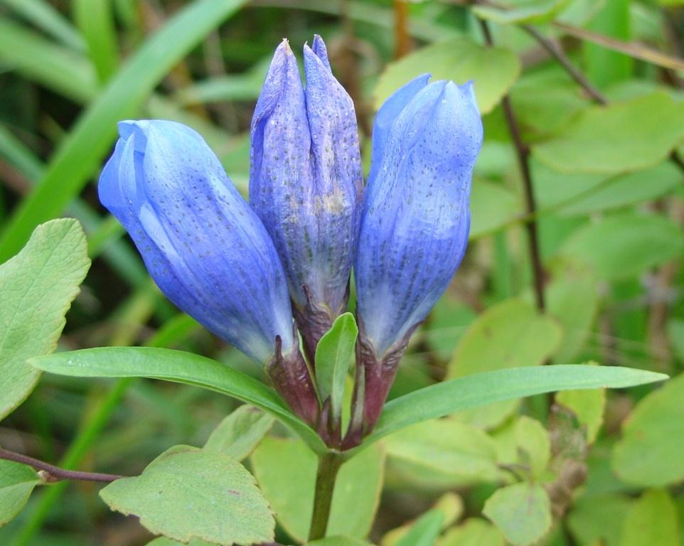 Image of Gentiana triflora specimen.