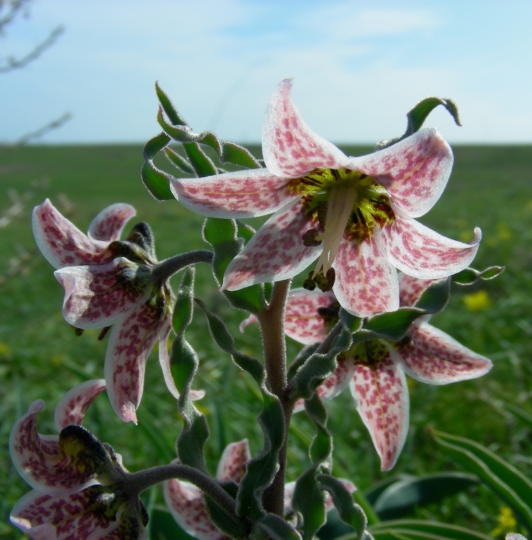 Изображение особи Rhinopetalum karelinii.