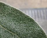 Elaeagnus angustifolia. Край листа. Израиль, г. Беэр-Шева, городское озеленение. 09.04.2013.