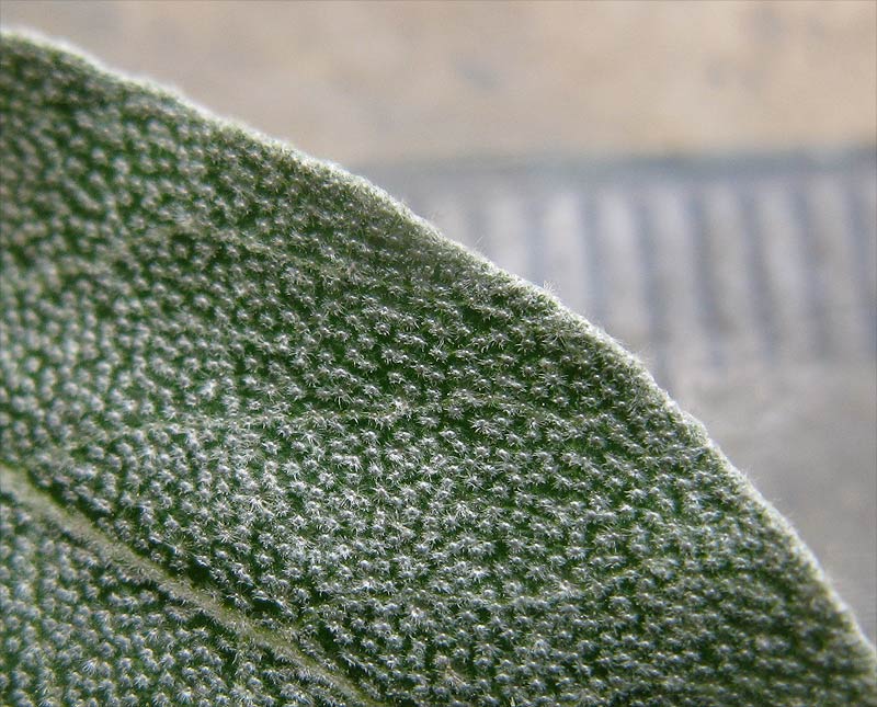 Image of Elaeagnus angustifolia specimen.