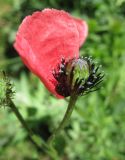 Papaver hybridum