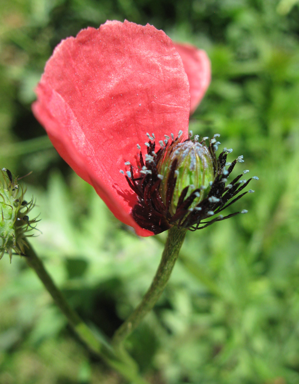 Изображение особи Papaver hybridum.