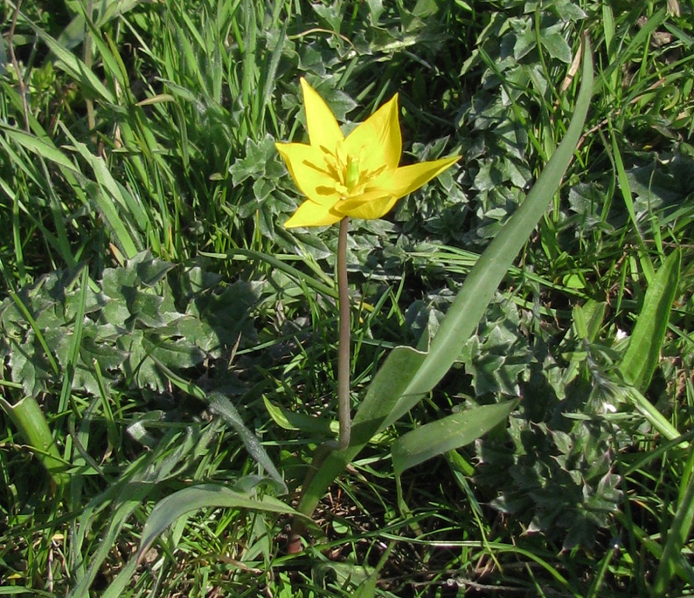 Изображение особи Tulipa biebersteiniana.