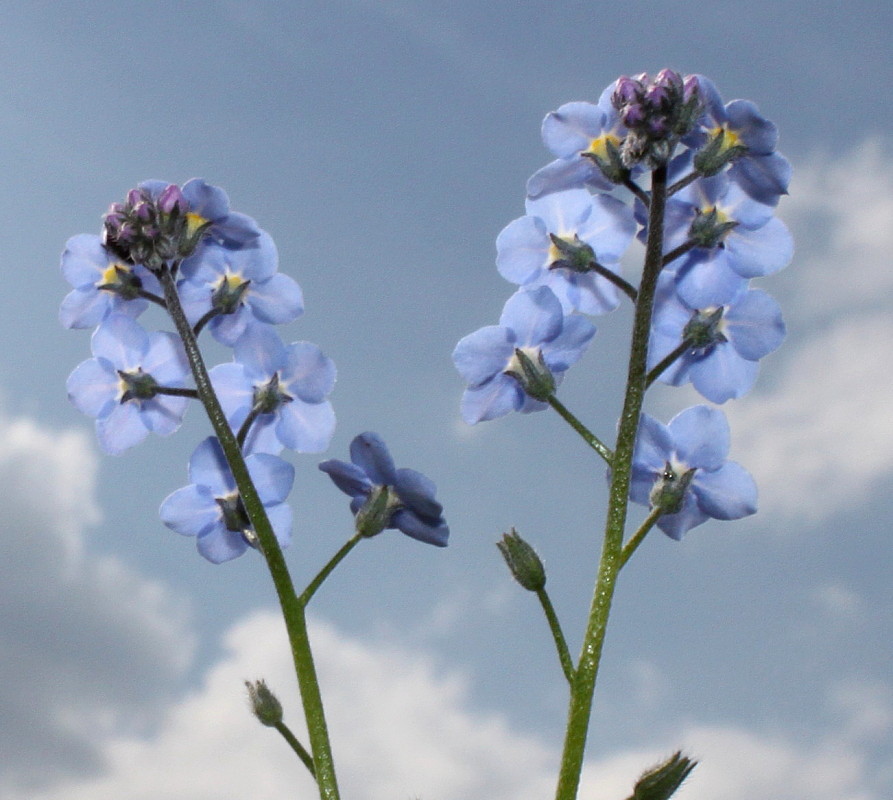 Image of genus Myosotis specimen.
