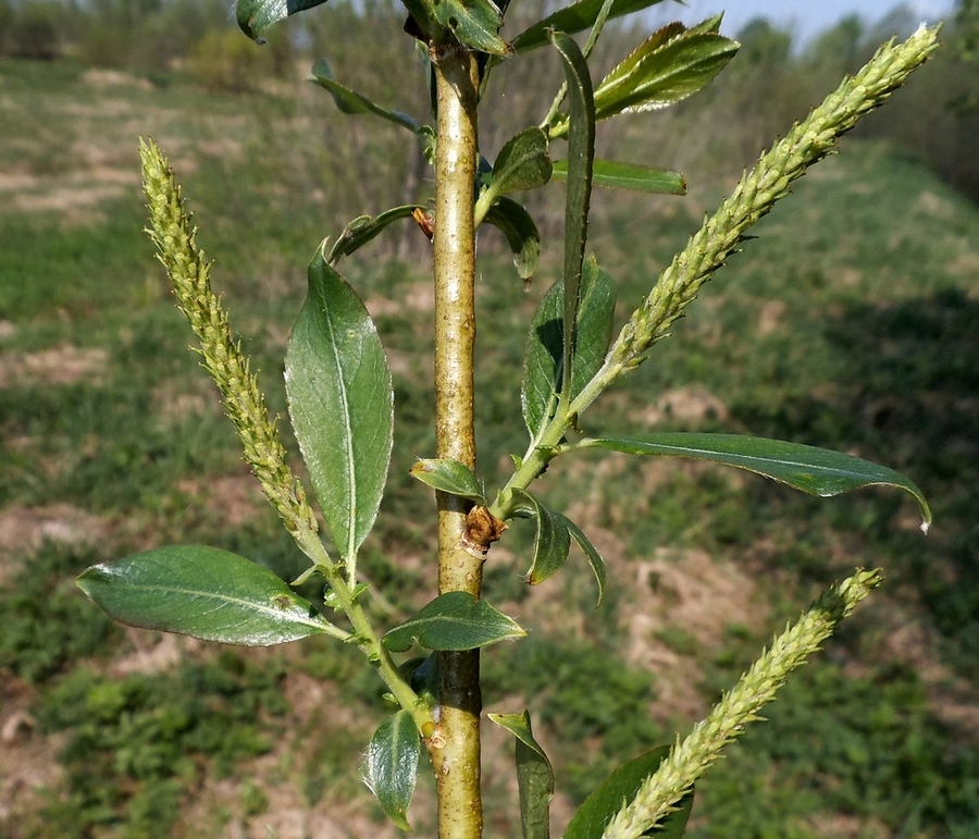 Изображение особи Salix hexandra.