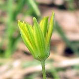 Image of taxon representative. Author is Евгений Захаров