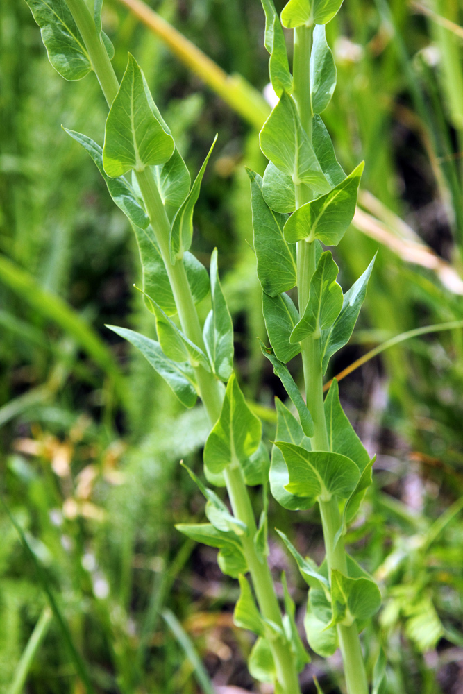 Image of Euphorbia sewerzowii specimen.