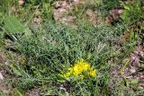 Astragalus adpressepilosus