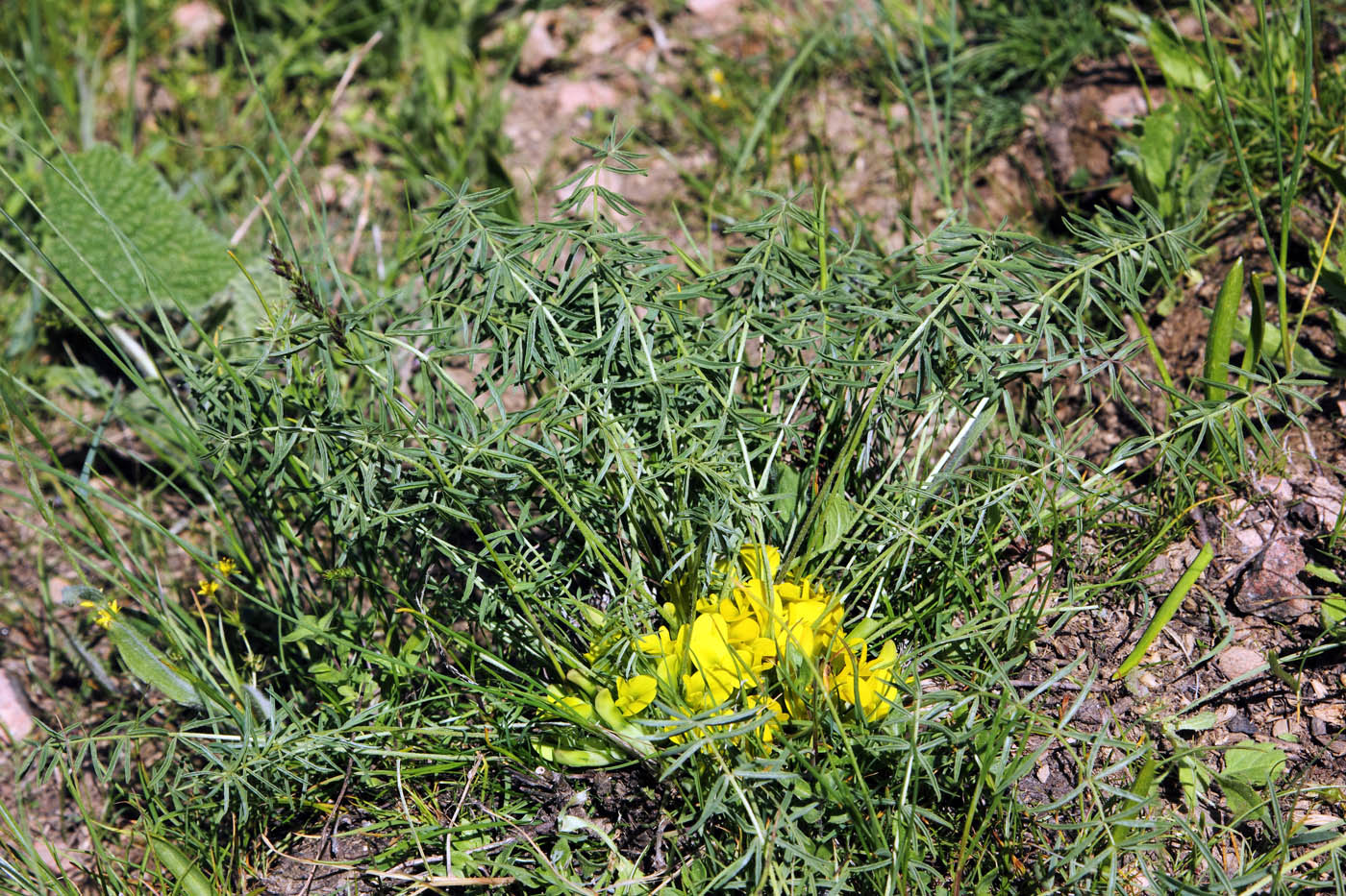 Изображение особи Astragalus adpressepilosus.