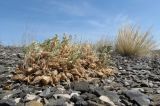 Astragalus lasiophyllus. Плодоносящее растение в щебнистой пустыне на выпуклом склоне сопки. Казахстан, Алматинская обл., Алакольский р-н, 64 км ЗЮЗ пос. Актогай Восточно-Казахстанской области; Северное Прибалхашье, мелкосопочный массив Шубартау. 02.06.2013.