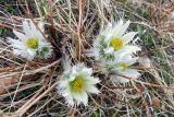 Pulsatilla taraoi. Цветущее растение. Курильские о-ва, о. Шикотан, каменистый склон горы Томари. 29.05.2013.