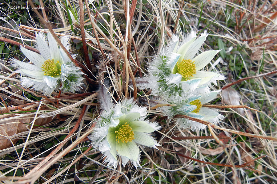 Image of Pulsatilla taraoi specimen.