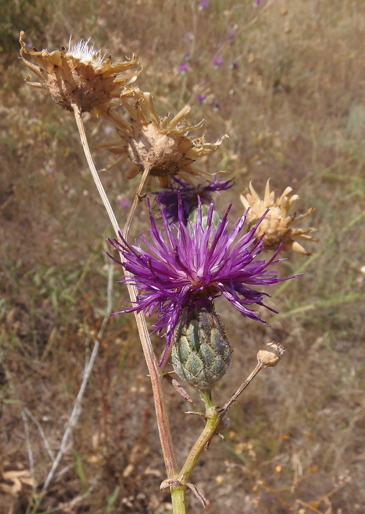 Изображение особи Centaurea adpressa.