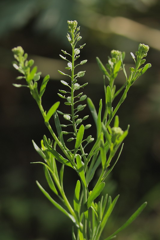 Изображение особи Lepidium ruderale.