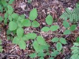 Rubus caucasicus