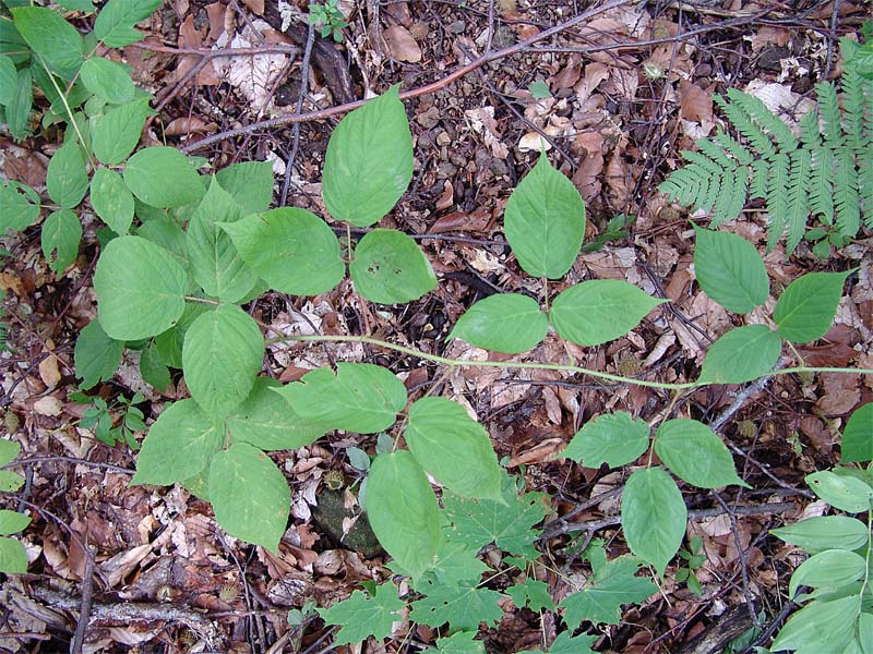 Изображение особи Rubus caucasicus.