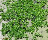 Pistia stratiotes. Куртина на поверхности водоема. Украина, г. Киев, Южная Борщаговка, пруд по ул. Булгакова. 19 августа 2013 г.