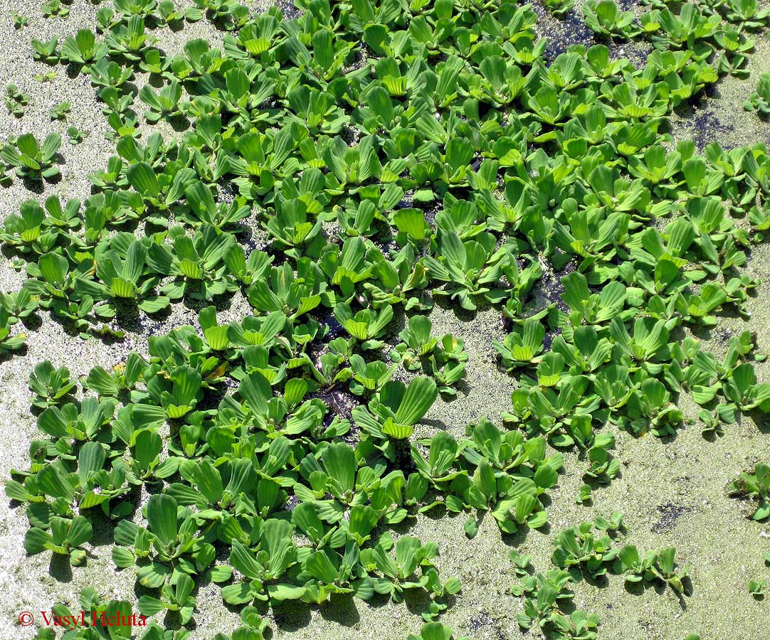 Image of Pistia stratiotes specimen.