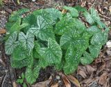 Caladium bicolor. Вегетирующее растение. Таиланд, национальный парк Си Пханг-нга. 19.06.2013.