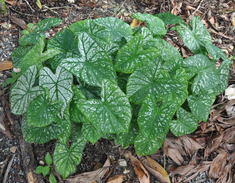 Image of Caladium bicolor specimen.