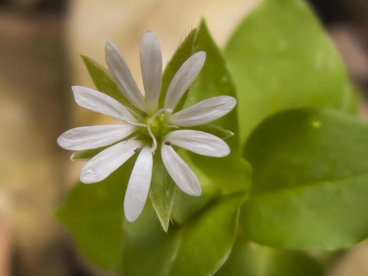 Image of Stellaria media specimen.