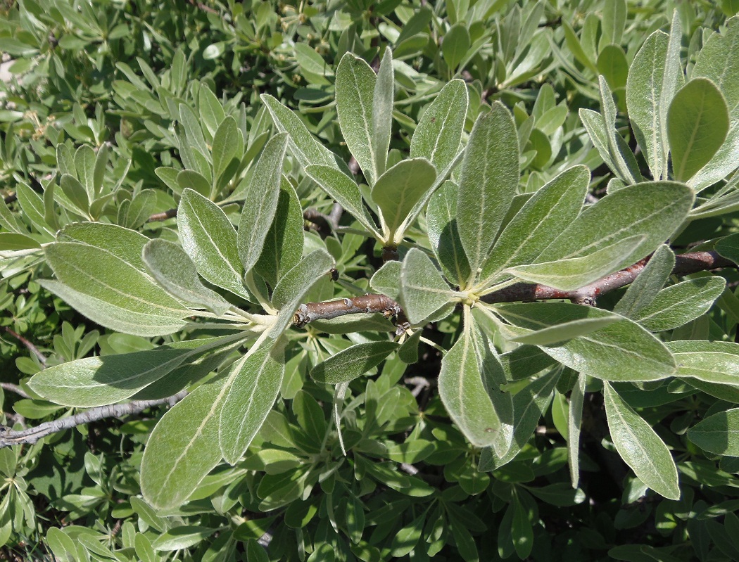 Image of Pyrus elaeagrifolia specimen.