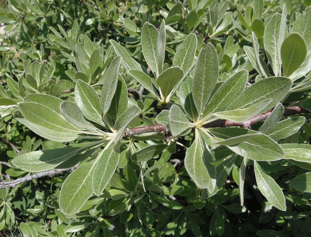 Изображение особи Pyrus elaeagrifolia.