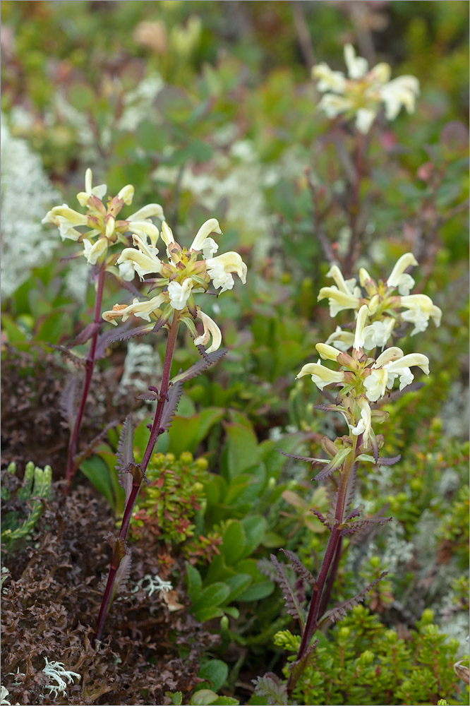 Изображение особи Pedicularis lapponica.