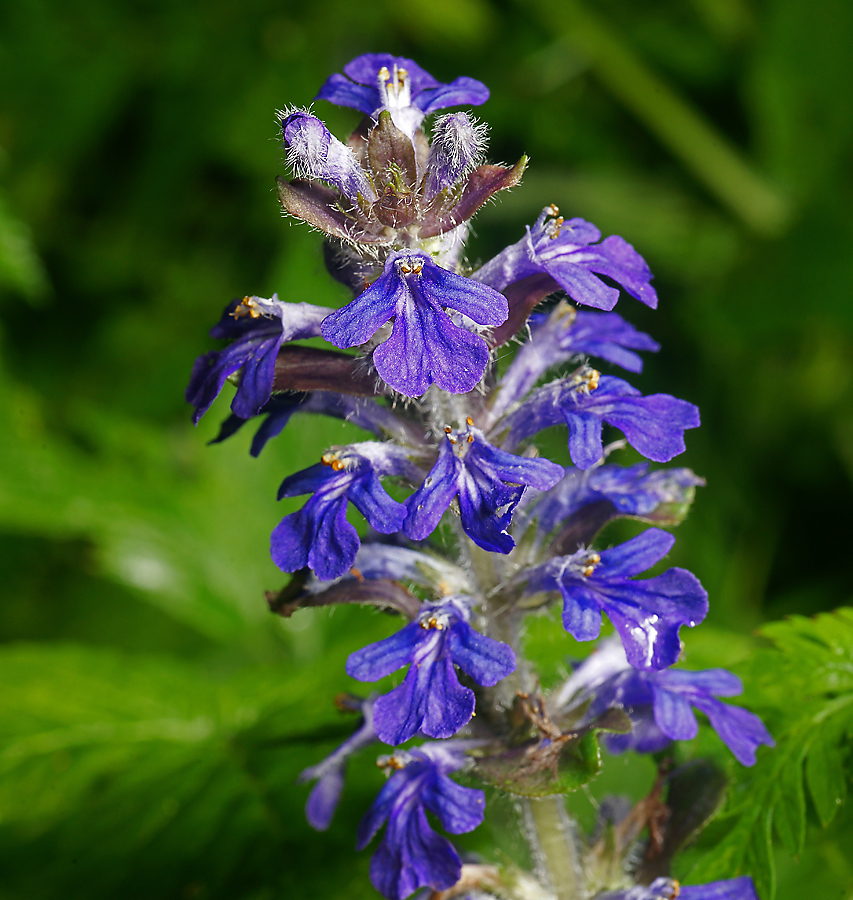 Изображение особи Ajuga reptans.