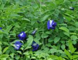 Clitoria ternatea