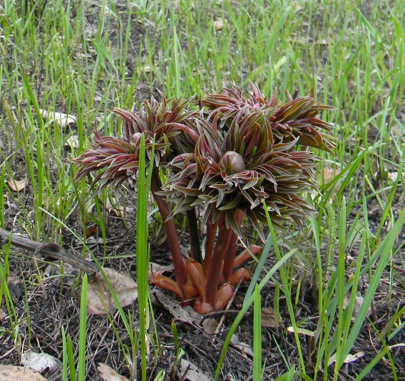 Image of Paeonia hybrida specimen.