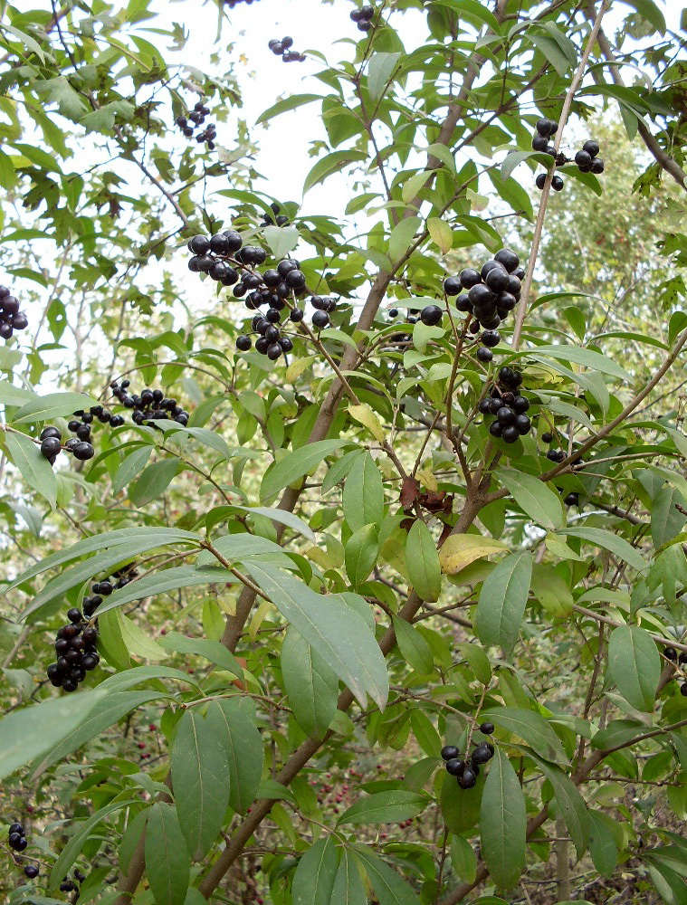 Image of Ligustrum vulgare specimen.