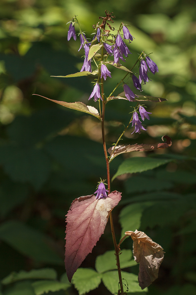 Image of Campanula rapunculoides specimen.