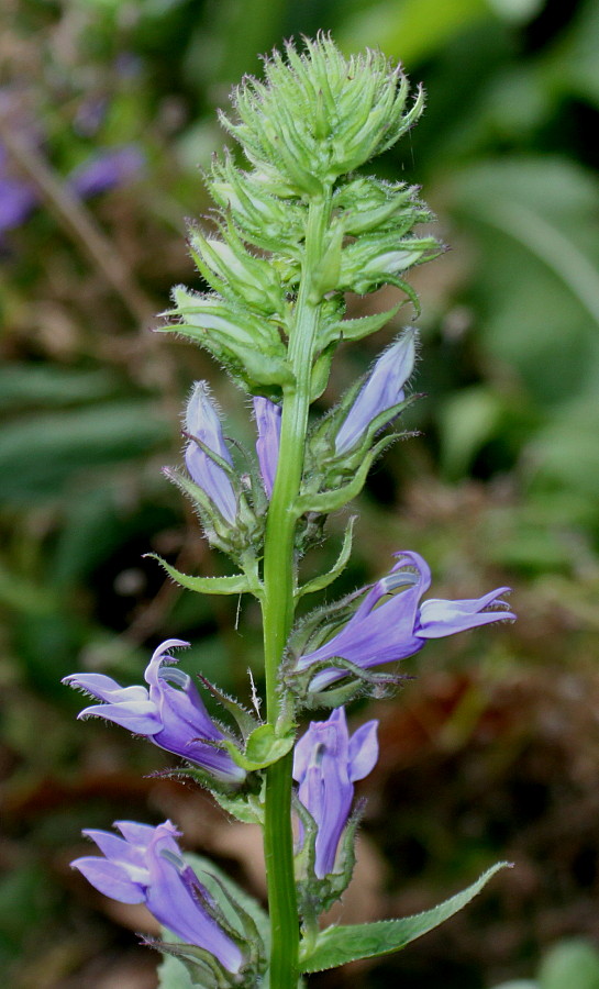 Image of Lobelia siphilitica specimen.