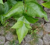 Calycanthus floridus variety glaucus. Верхняя часть побега. Германия, г. Дюссельдорф, Ботанический сад университета. 14.08.2013.