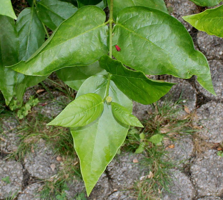 Image of Calycanthus floridus var. glaucus specimen.