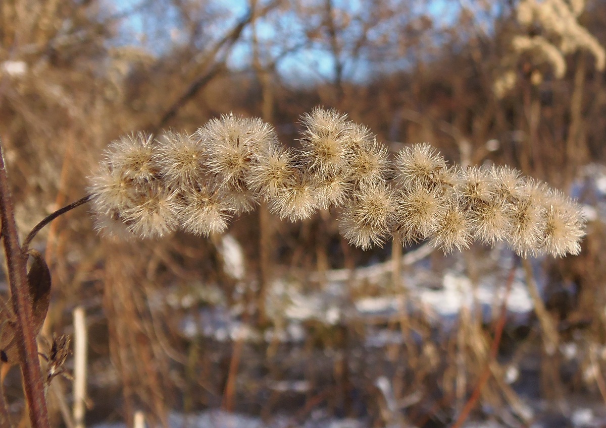 Изображение особи Solidago canadensis.