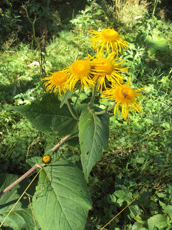 Изображение особи Telekia speciosa.