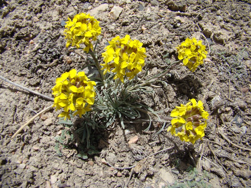 Image of Erysimum humillimum specimen.