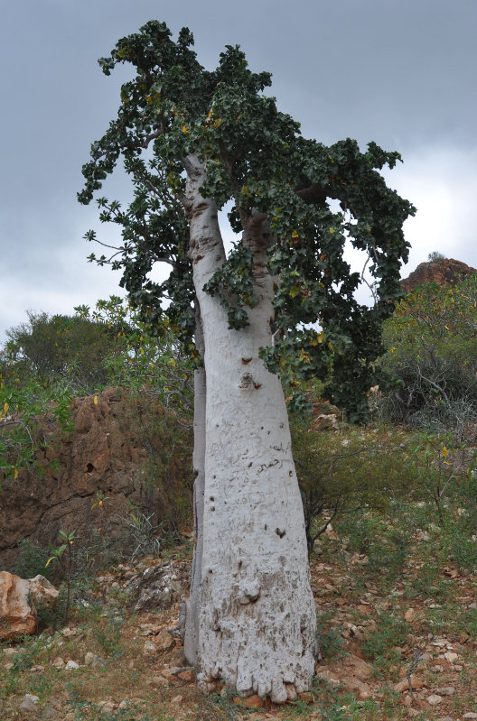 Image of Dendrosicyos socotranus specimen.