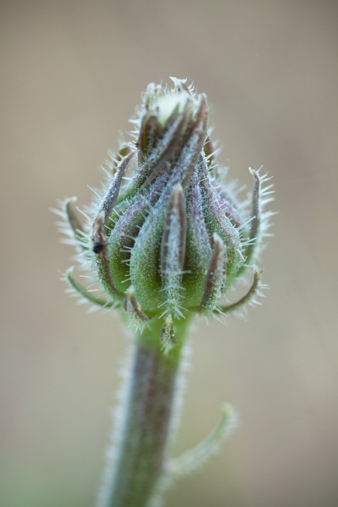 Image of Picris pauciflora specimen.