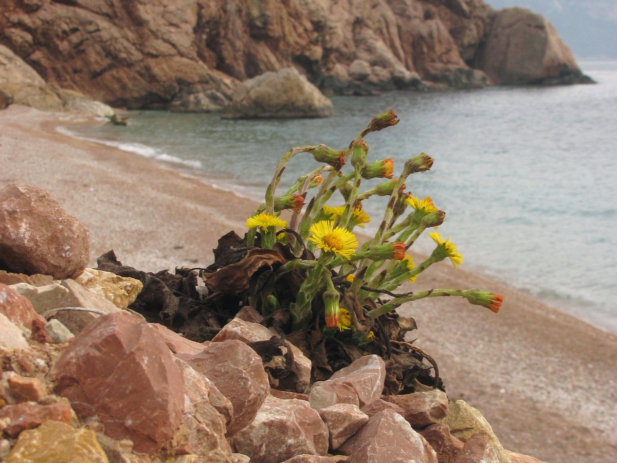 Image of Tussilago farfara specimen.