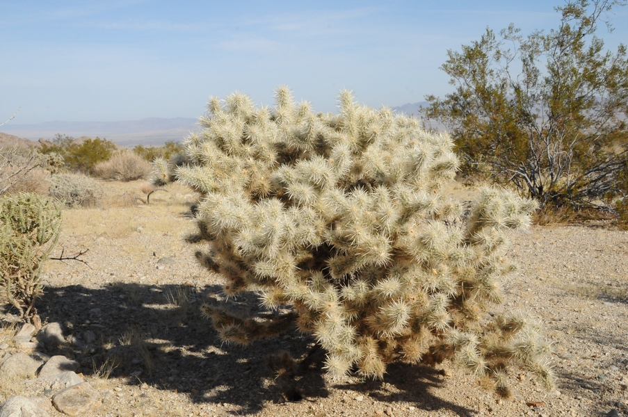 Image of Cylindropuntia echinocarpa specimen.